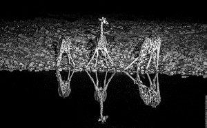 Three giraffes and reflection in waterhole, Etosha NP, Namibia