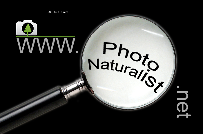 صورة [ دروس تصوير ] الدرس رقم ٢٦٧ – #مواقع_مفيدة_للمصورين – PhotoNaturalist